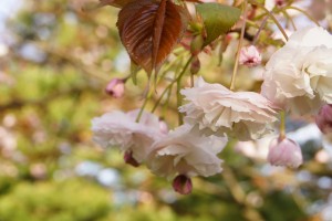 「フゲンゾウ」花弁が下向きに咲くのも特徴