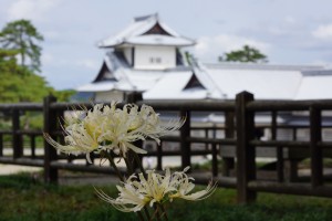 シロバナマンジュシャゲ(本丸御殿)