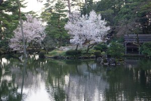 瓢池のヒガンザクラ