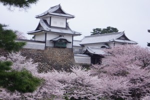 金沢城の桜