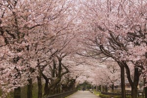 内堀沿いの桜のトンネル