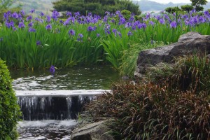 琴柱灯籠上流の小さい滝とカキツバタ