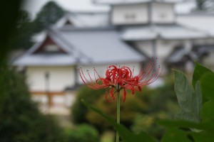 ヒガンバナと橋爪門二の門と続櫓