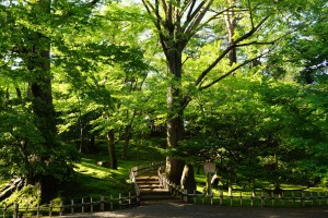 新緑の山崎山の朝