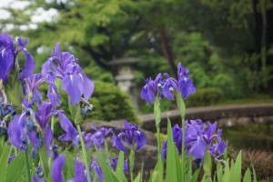 カキツバタと琴柱灯籠