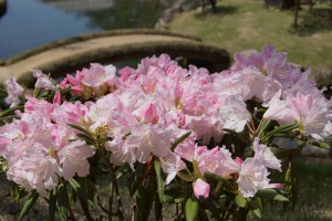 シャクナゲ(玉泉院丸庭園)