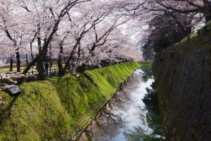 桜と内堀
