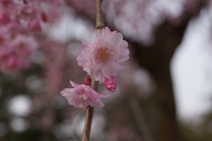 ヤエベニシダレの花