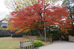 いもり坂下り口の紅葉