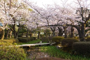 兼六園　曲水沿いの桜並木