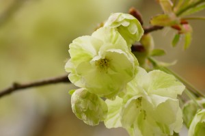 「ウコン」は薄い黄緑色で美しく特徴のある桜です。