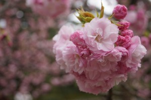 ヨウキヒの花