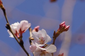 高岡越乃彼岸桜（タカオカコシノヒガンザクラ）