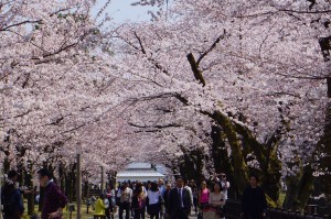 桜並木と人波