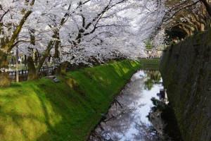 城内の内堀沿いの桜。 この日は風がなかったので水面には桜が鏡の様に綺麗に写しだされていました。