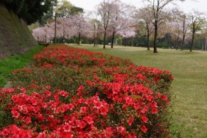 ツツジと桜（桜の園）