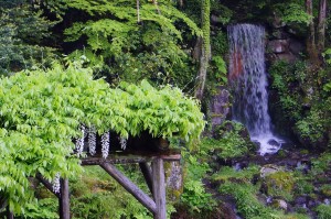 シロフジと翠滝