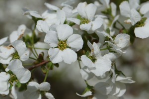 玉泉院丸庭園の段落ちの滝左横で愛らしい「ユキヤナギ」の花が咲いていました。 小さい花弁ですがまとまって咲いているので結構周囲に引き立ちます。