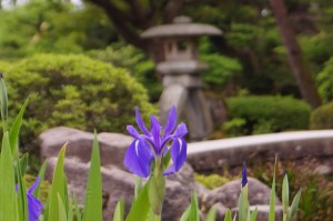 カキツバタと琴柱燈籠（兼六園）