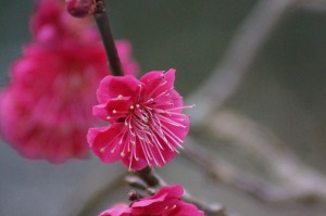 鹿児島紅（カゴシマベニ）