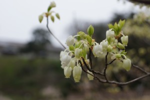 ドウダンツツジの花