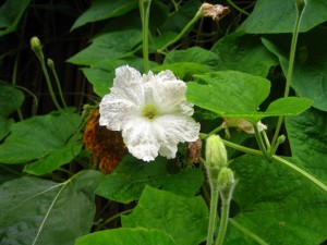 ヒョウタンの花　蓮池門料金所