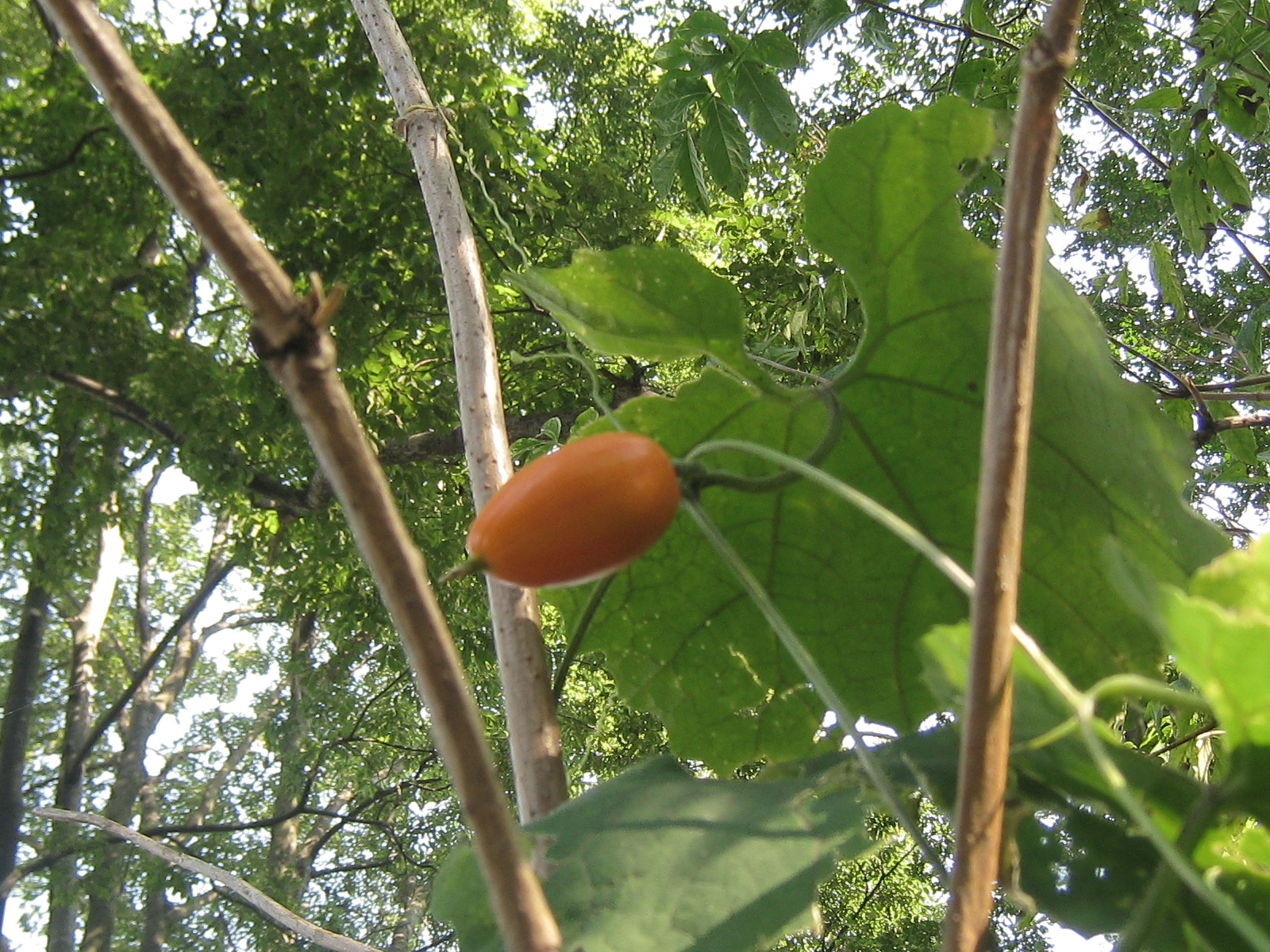 金沢城公園 カラスウリ いしかわ緑の広場