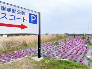 芝桜が咲いている様子