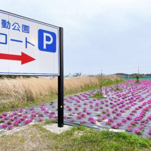 芝桜が咲いている様子