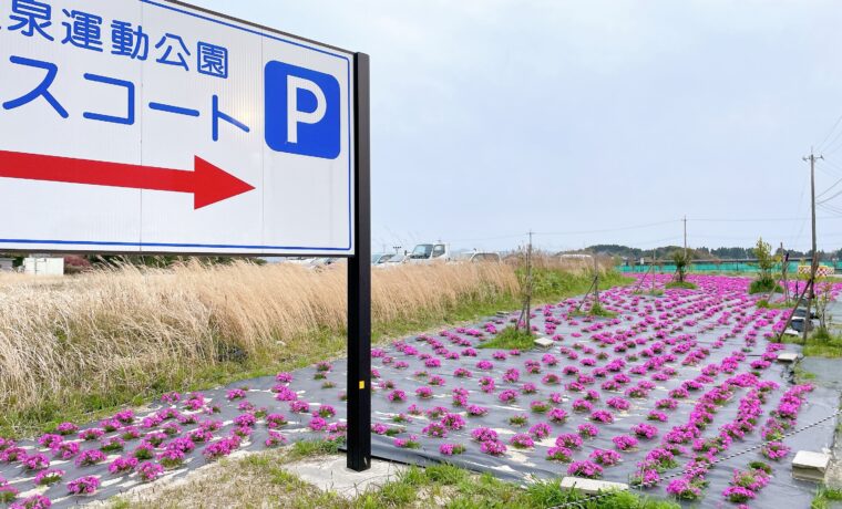 芝桜が咲いている様子