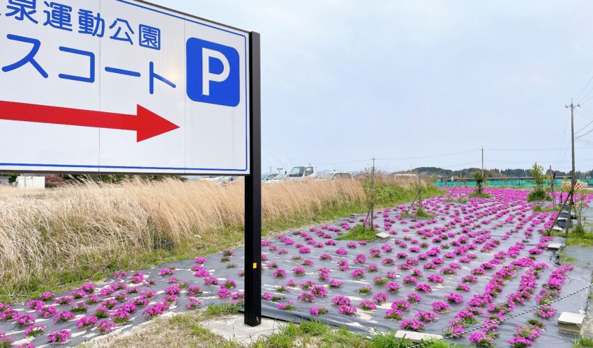 芝桜が咲いている様子